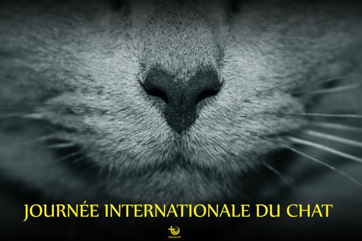 Le 8 août, journée internationale du chat